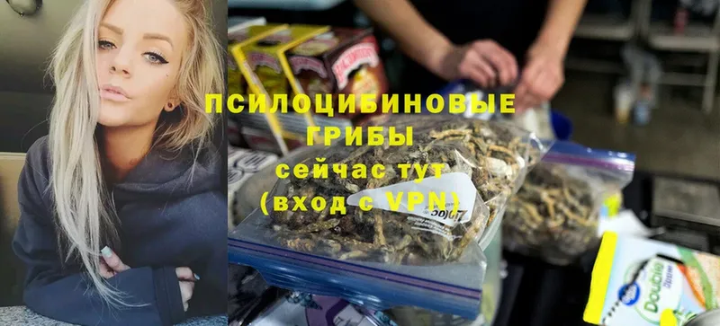 где можно купить   Ишимбай  Галлюциногенные грибы Psilocybine cubensis 